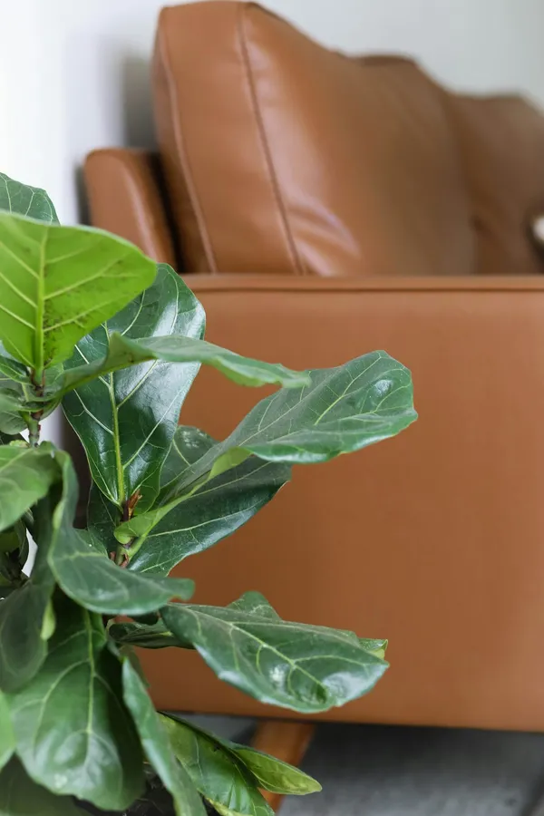 Add a Green Touch to Your Home with Faux Fiddle Leaf Trees - Our GuideIllustration